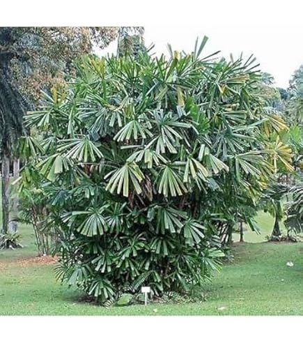 Amazon.co.jp: 【種子】Archontophoenix Cunninghamiana